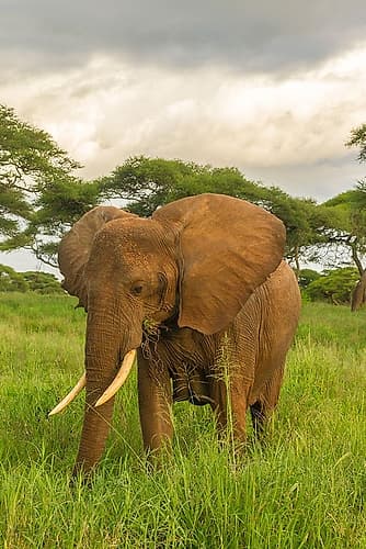 Africa-Tanzania-Tarangire National Park African elephant close-up Art Print by Jaynes Gallery